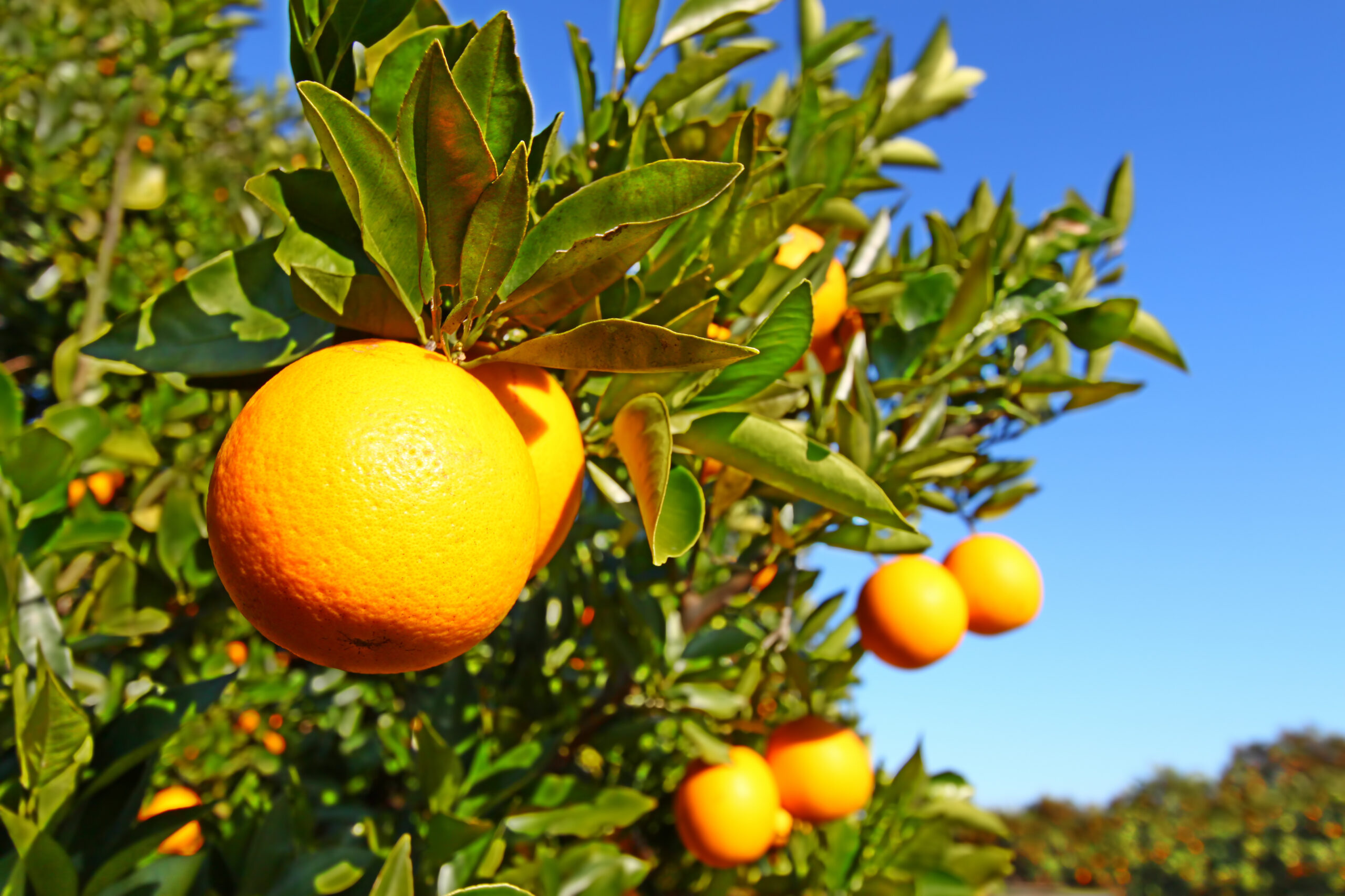 Florida orange growers produce 53 million boxes, falling short of early