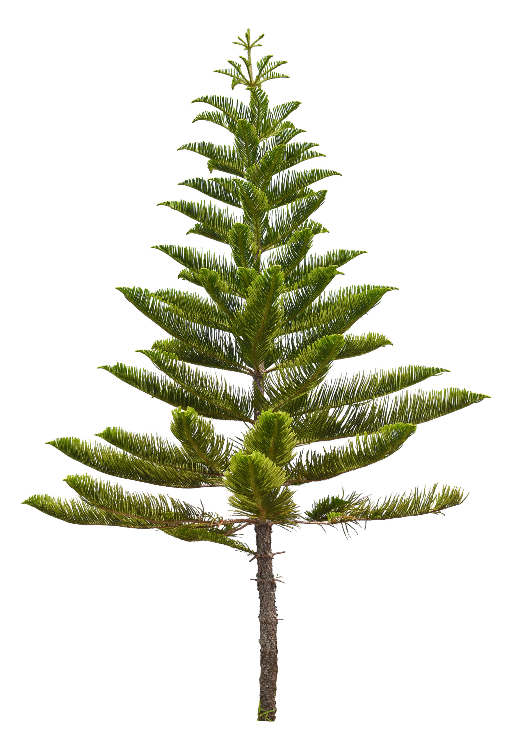 Norfolk Island pine tops list of Floridians’ favorite Christmas plants
