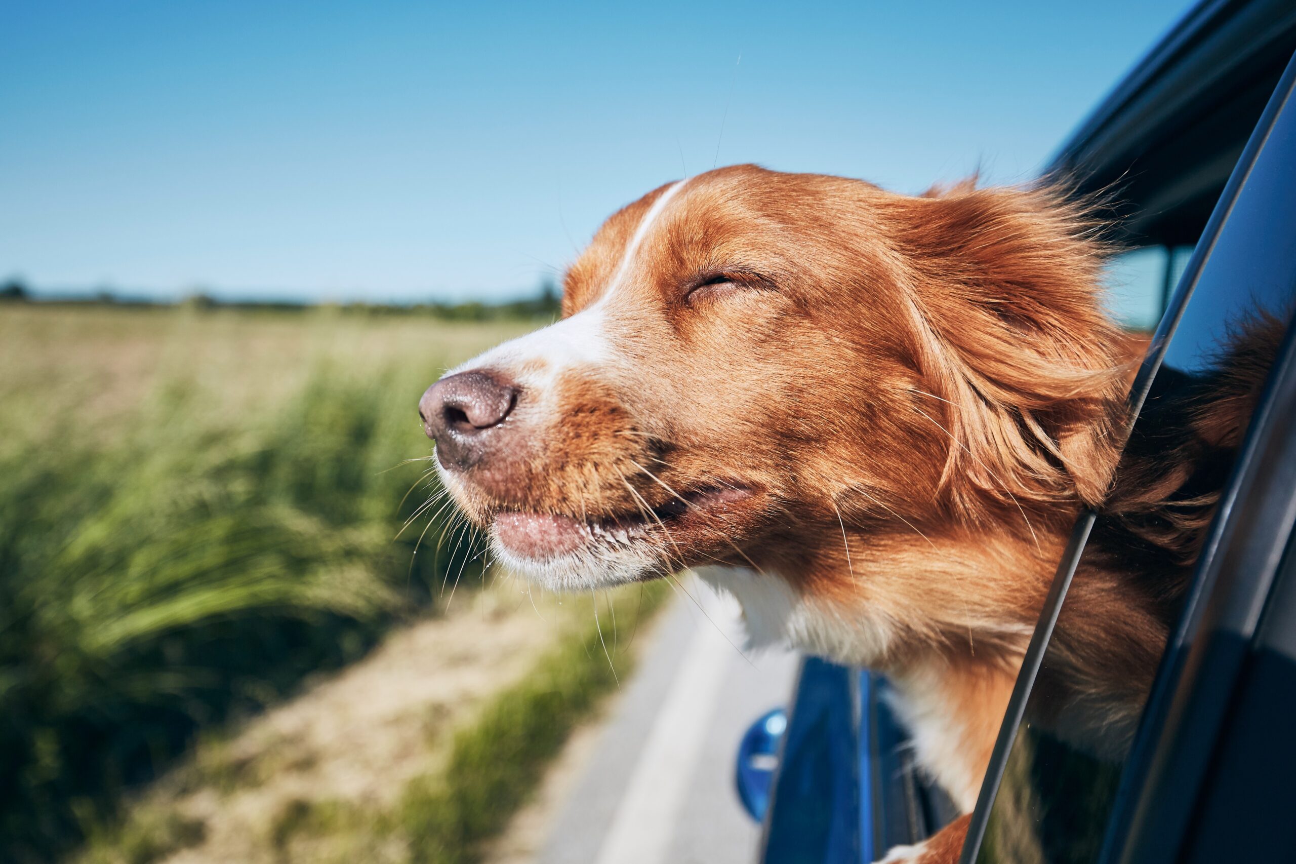 Proposed regulations for dogs riding in cars that inspired howls are