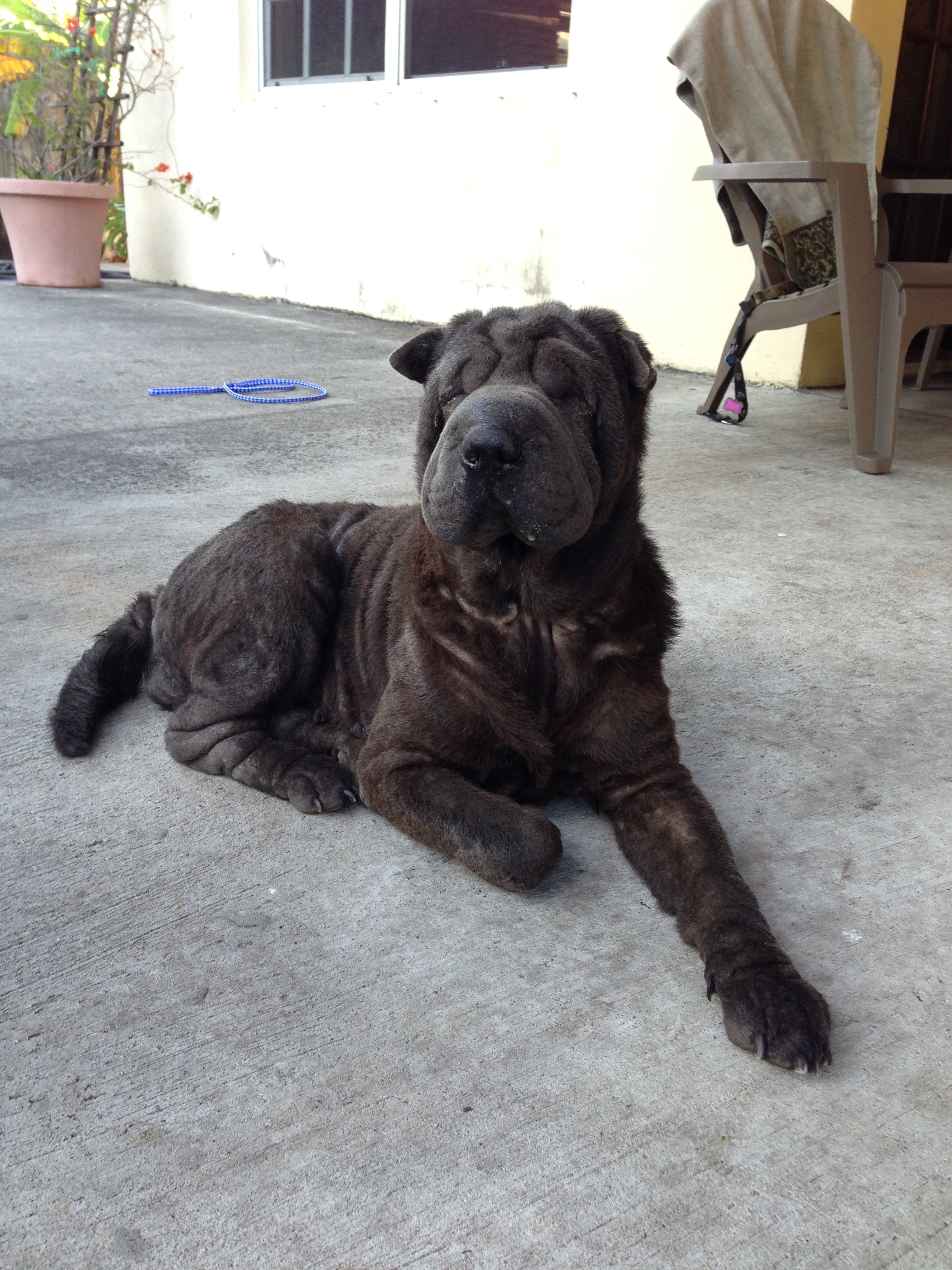 Missy (F) Florida Chinese SharPei Rescue