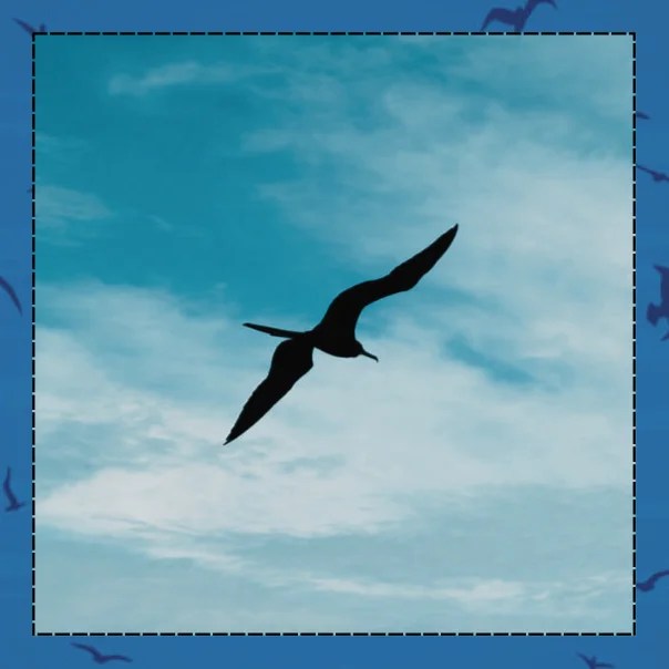 Where is the Best Bird Watching in Florida? Florida Splendors