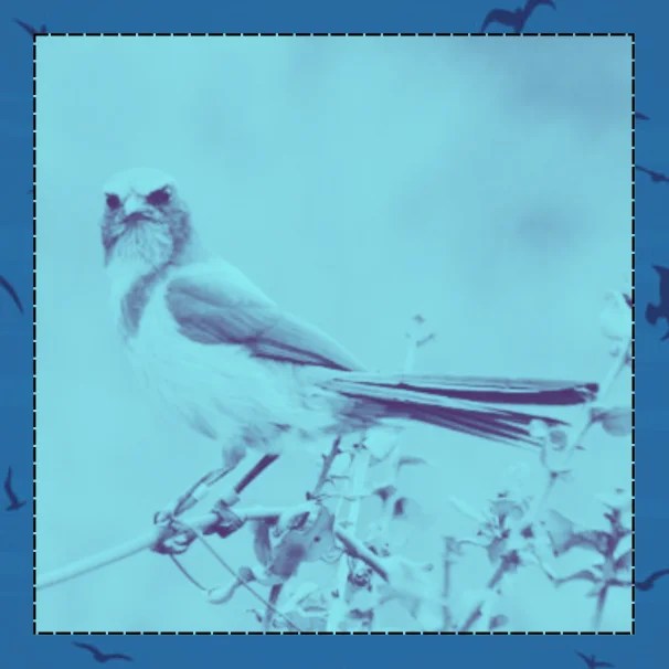 Where is the Best Bird Watching in Florida? Florida Splendors