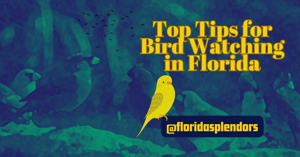 Top Tips for Bird Watching in Florida Florida Splendors