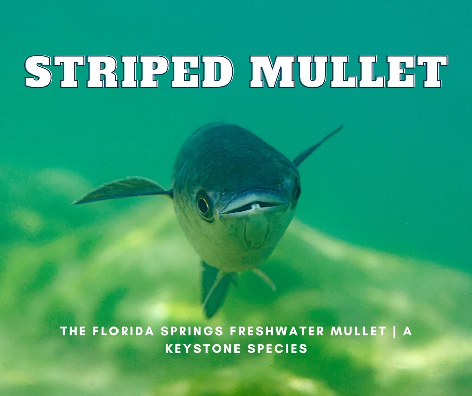 The Florida Springs Striped Mullet A Keystone Species Florida