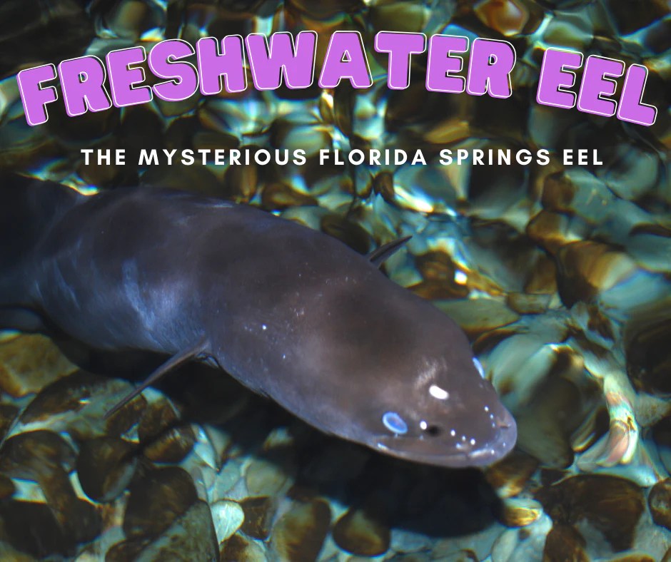 The Mysterious Freshwater Eel Juniper Springs' Aquatic Secret