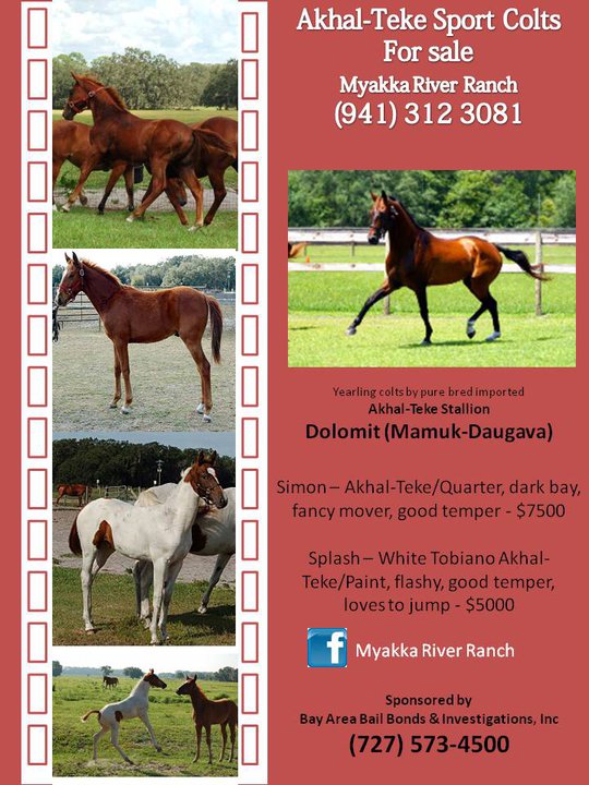 For Sale Florida Association of AkhalTeke Horses