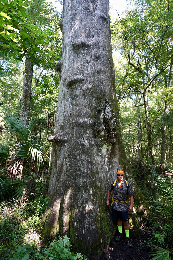 The Goethe Giant at Goethe State Forest FLORIDA TRAILBLAZER