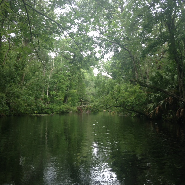 Wekiva River Wandering Florida