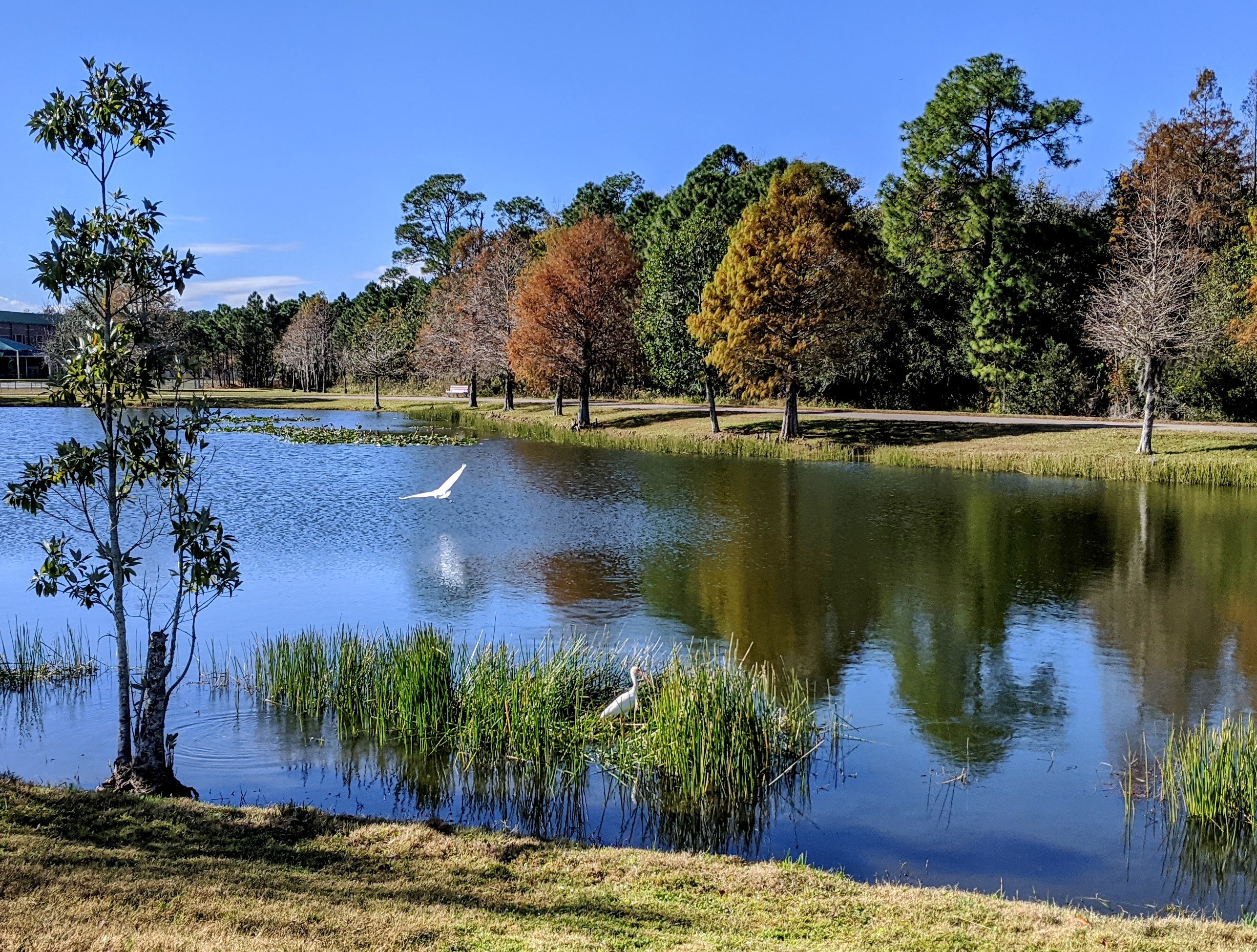 Shingle Creek Trail Wandering Florida