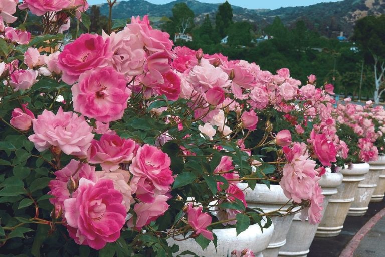 Successful Container Roses Florissa