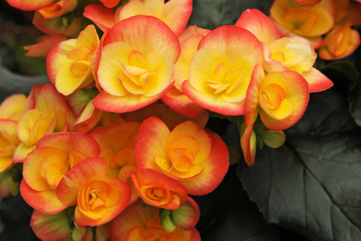 How to Grow Begonias Florissa