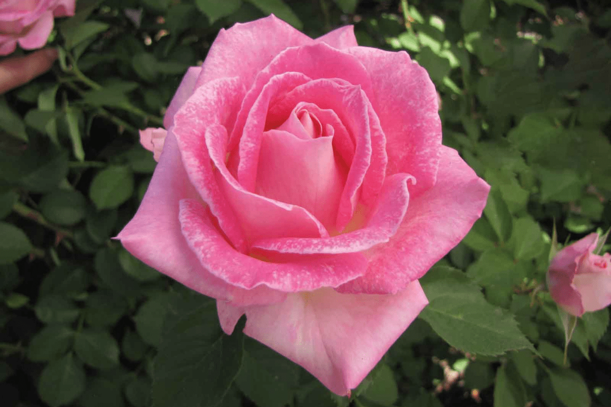 MustHave Roses for Your Garden Florissa