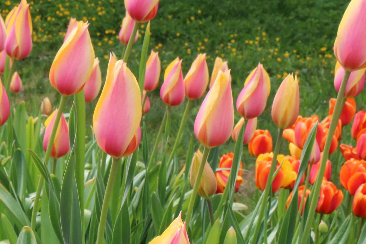 Giant Bulbs for Late Spring Florissa
