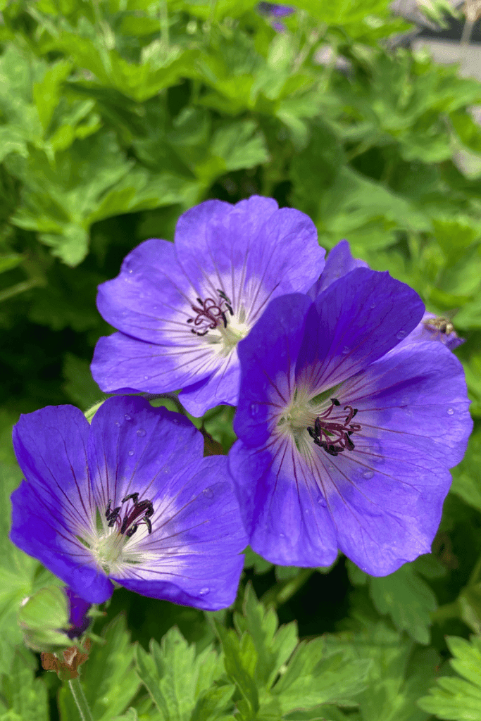 A Quick Guide to Hardiness Zones Florissa