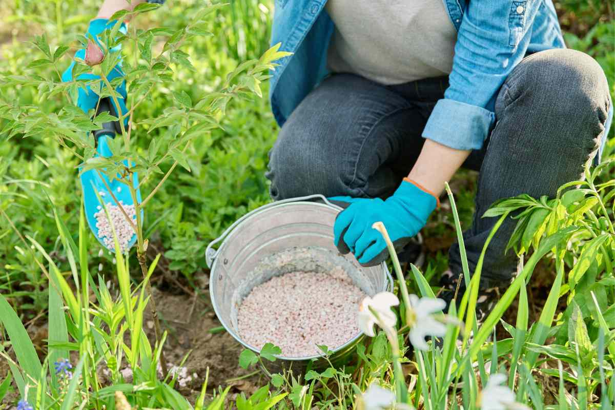Fertilizing Your Garden The Basics You Need to Know Florissa