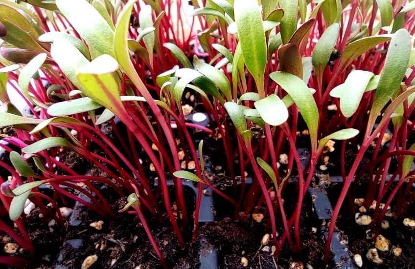 How To Grow Beet Microgreens Successfully
