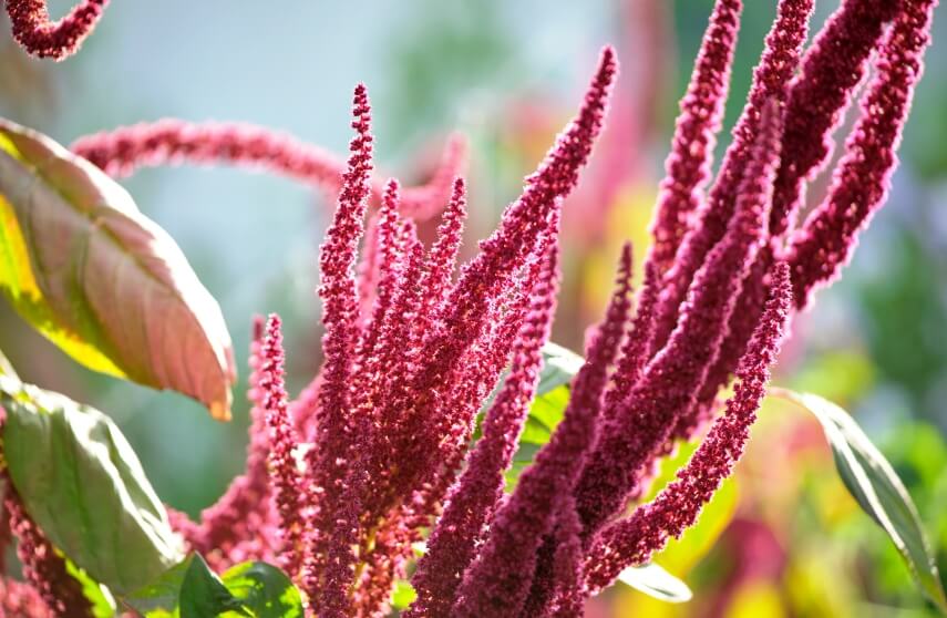 How To Grow Amaranth Microgreens Successfully Indoors