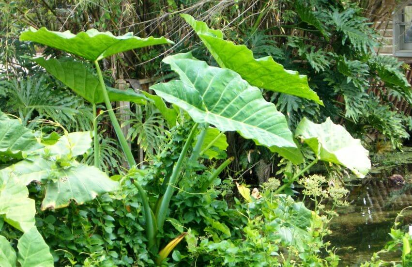 8 Amazing Elephant Ear Plant Benefits Florist Kid