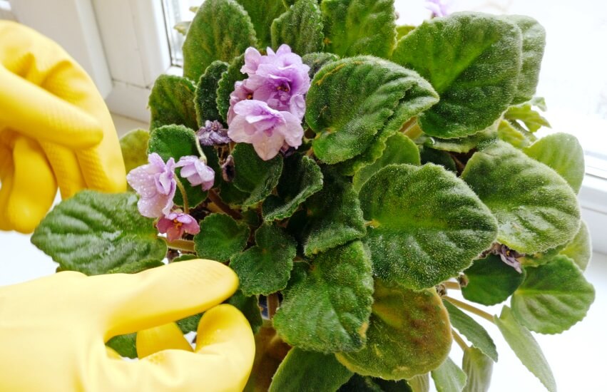 When & How to Water African Violet Plants (+Watering Methods)