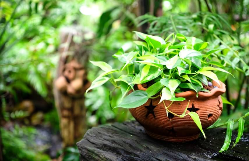 The Best Soil For Pothos Plants Potting Mixes + DIY Recipes