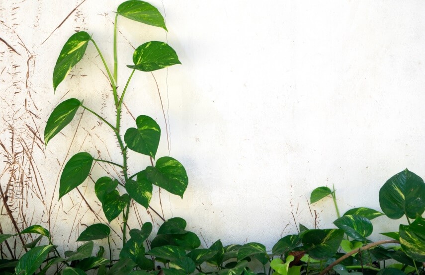 The Best Soil For Pothos Plants Potting Mixes + DIY Recipes