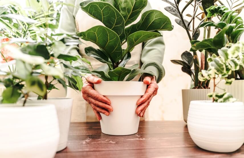 How Often To Water Fiddle Leaf Fig? + Watering Tips