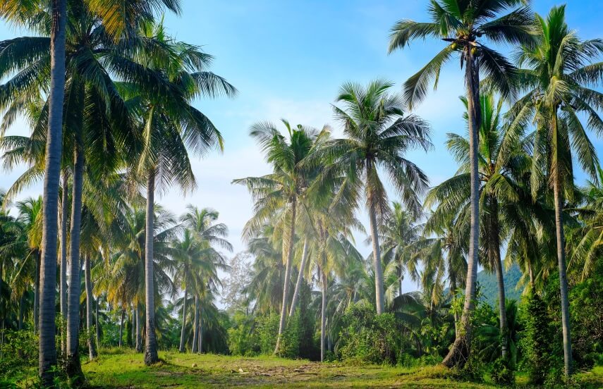 15 Benefits & Uses of Coconut Trees (Coconut Palms)