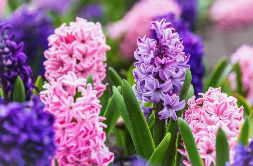 Are Hyacinths Poisonous To Humans And Animals?