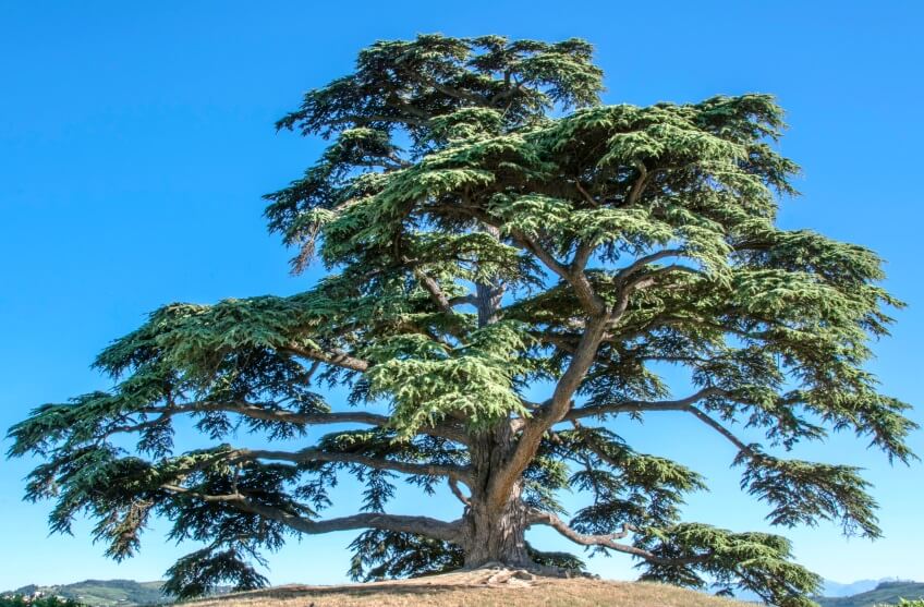 Benefits And Uses Of Cedar Tree