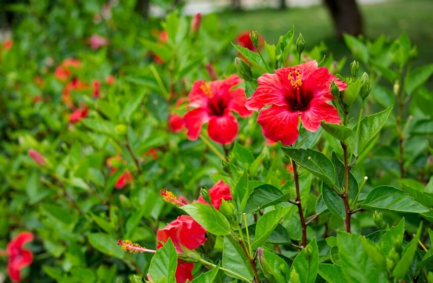 Are Hibiscus Poisonous To Humans And Animals?