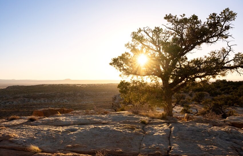 Benefits And Uses Of Cedar Tree