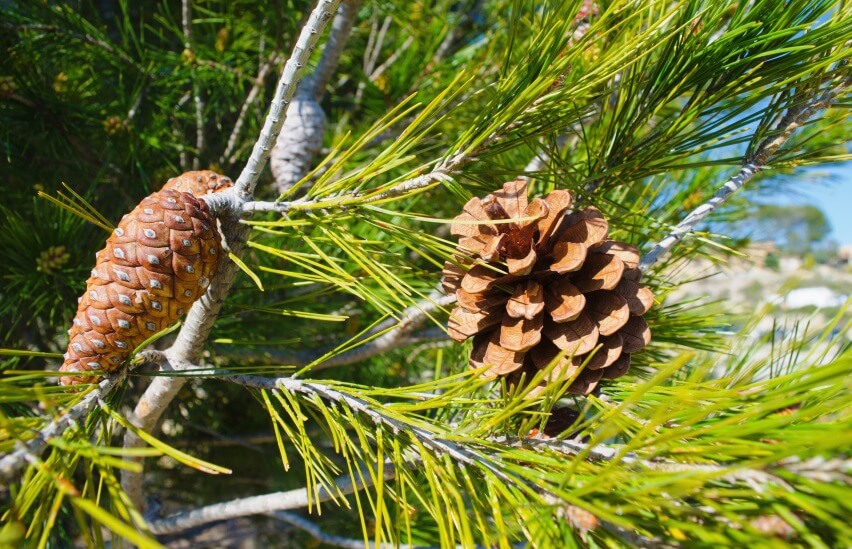 Benefits And Uses Of Pine Trees