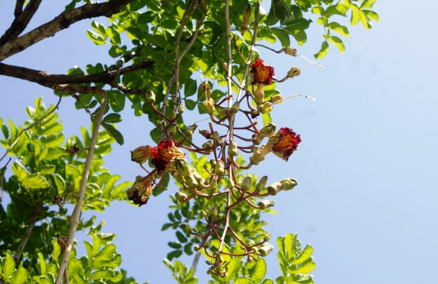 Benefits And Uses Of Kigelia Africana (Sausage) Tree