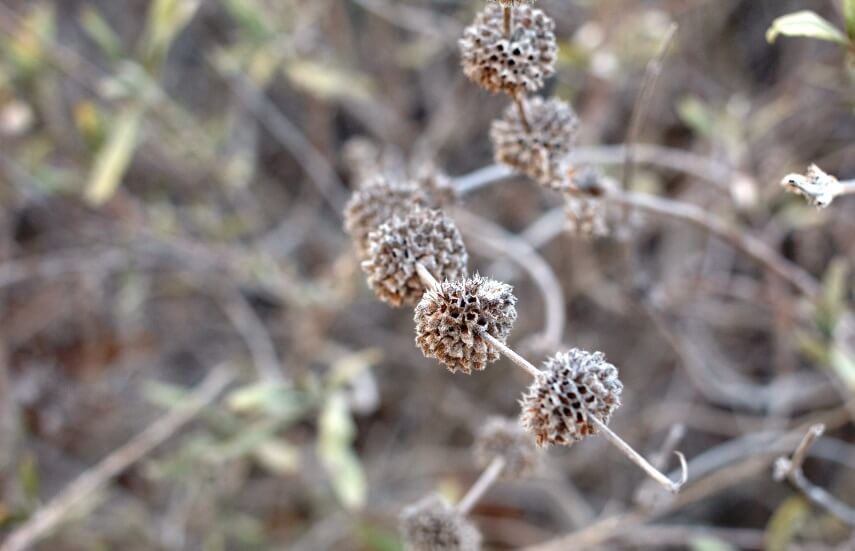 9 Amazing Black Sage Benefits (Salvia Mellifera)