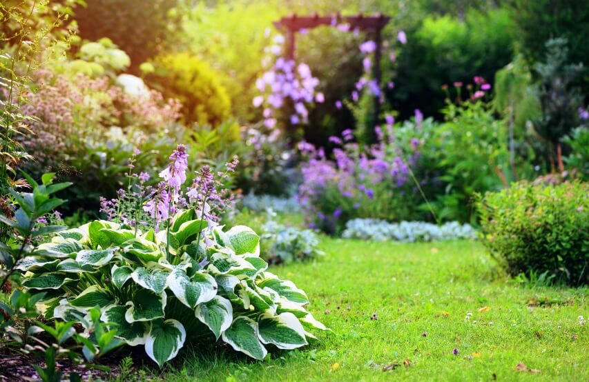 Are Hostas Poisonous To Humans And Animals