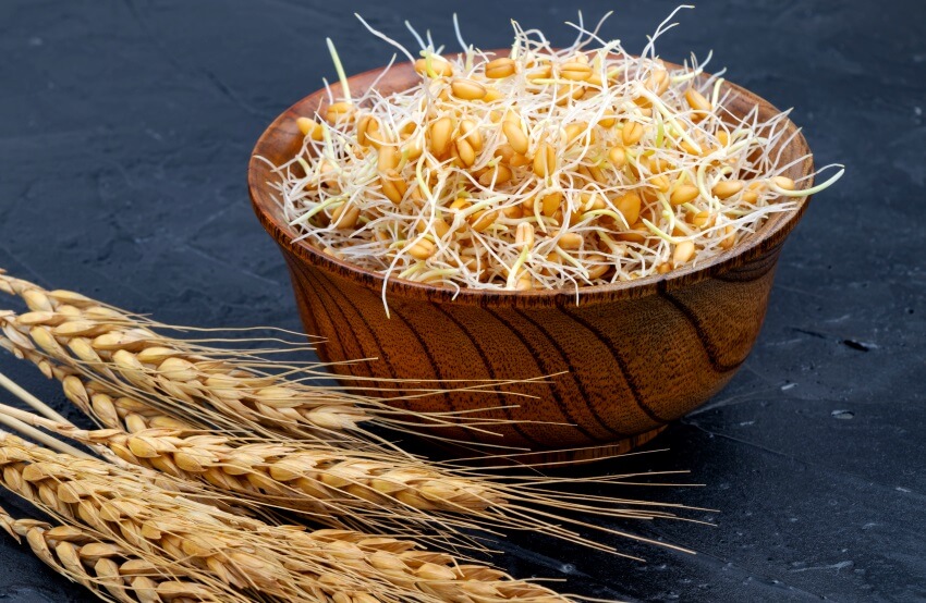 Wheat Sprouts Benefits, Nutrition & How To Eat Them?