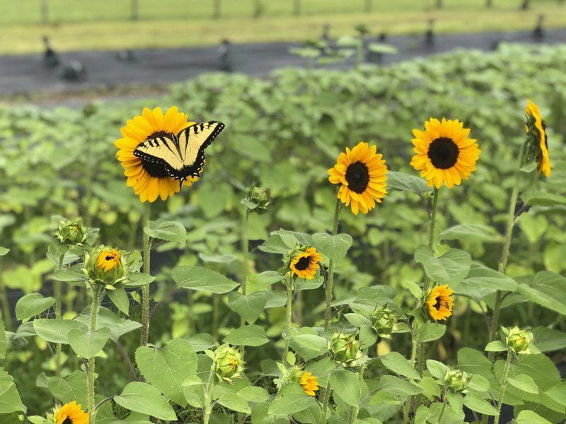 Business in Bloom Hahira flower farm finds help during pandemic