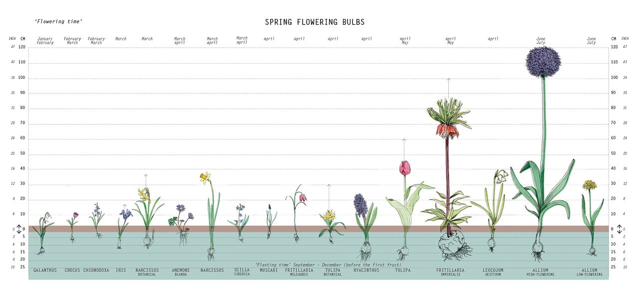 How to plant flower bulbs from Holland