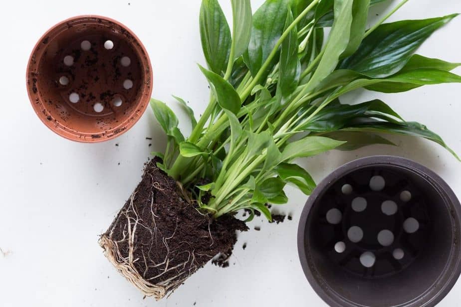 Can Plants be Left in the Container It Came in? Here's Why