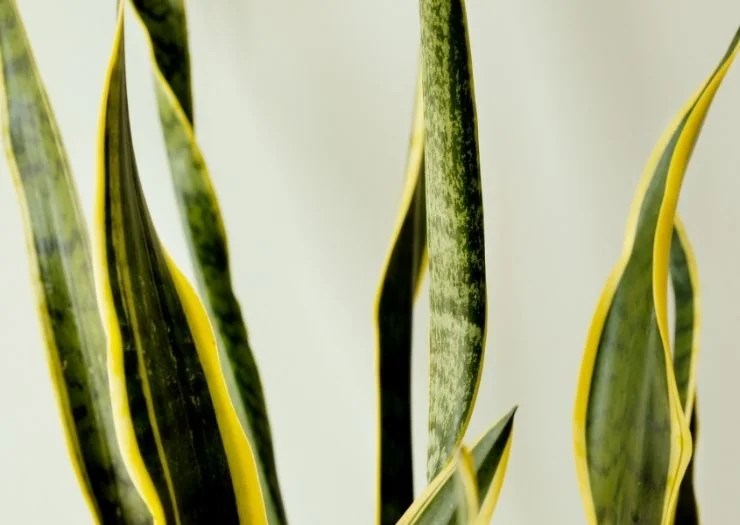 14+ Skinny Snake Plant ErranCharley