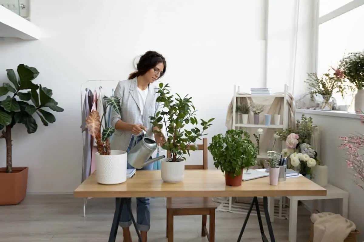 Caring For Plants in AC Is AC Bad For Plants? Flourishing Plants