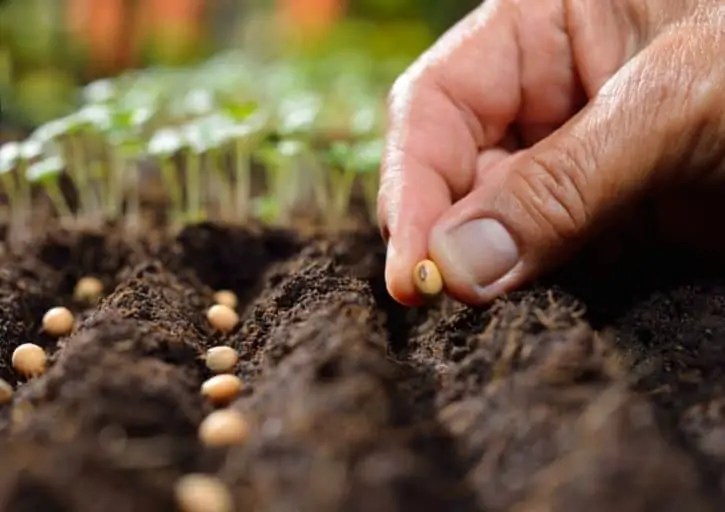 How Deep to Plant Seeds The depth that makes healthy Plants