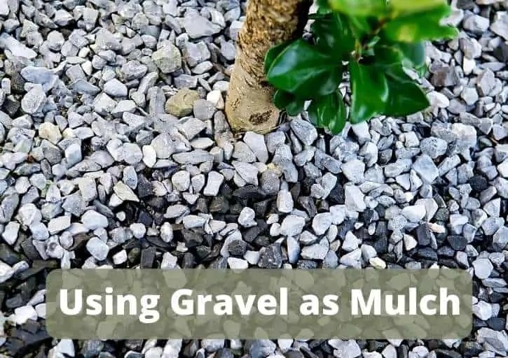 Using Gravel as Mulch (The Pros and Cons Explained) Flourishing Plants