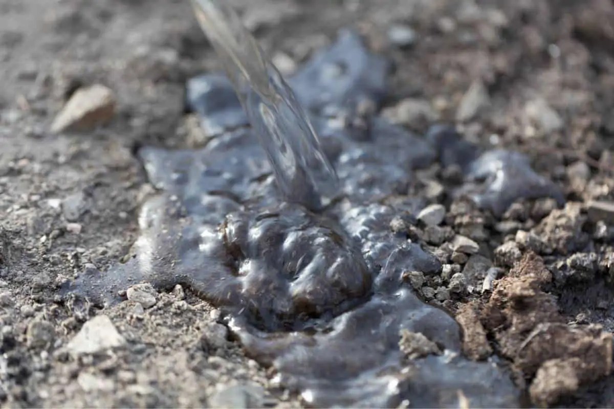 Why is My Soil Floating? The Reasons why and 7 Easy Fixes Flourishing