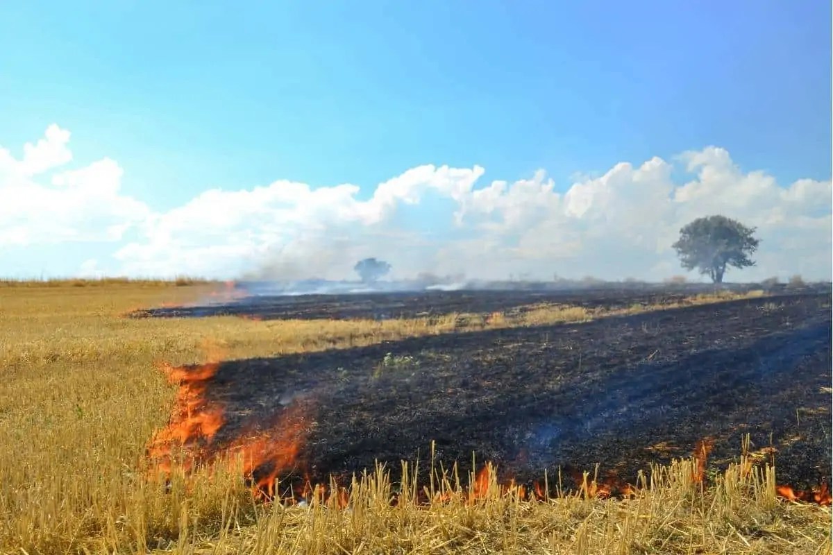 Can you Burn Soil? What you Need to Know Flourishing Plants