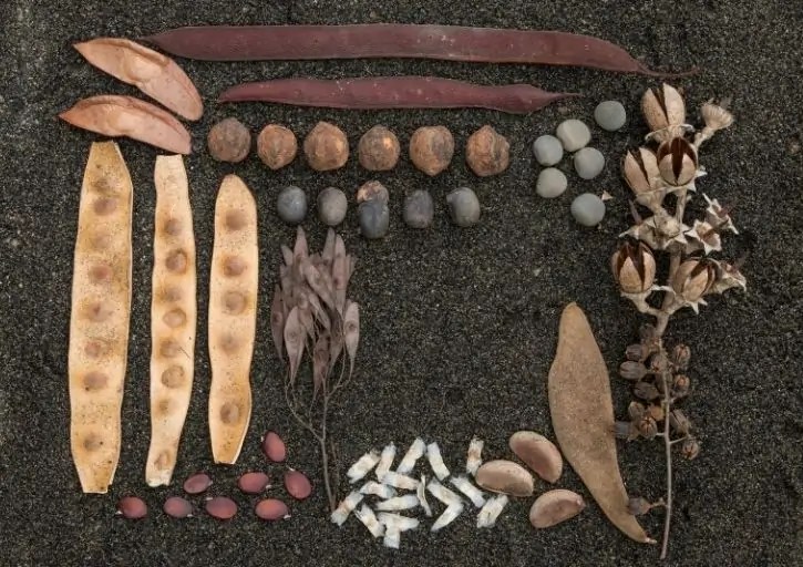 Drying Seeds Before Planting Grow Healthier Plants Flourishing Plants