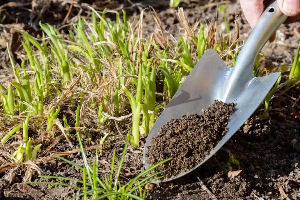 When To Apply Compost To Garden Fasci Garden