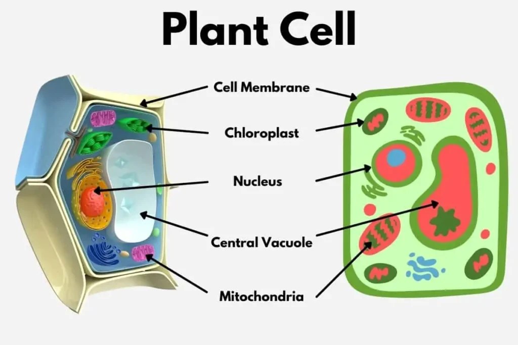 Do Plants Need Oxygen? What Oxygen is Used for & Why Flourishing Plants