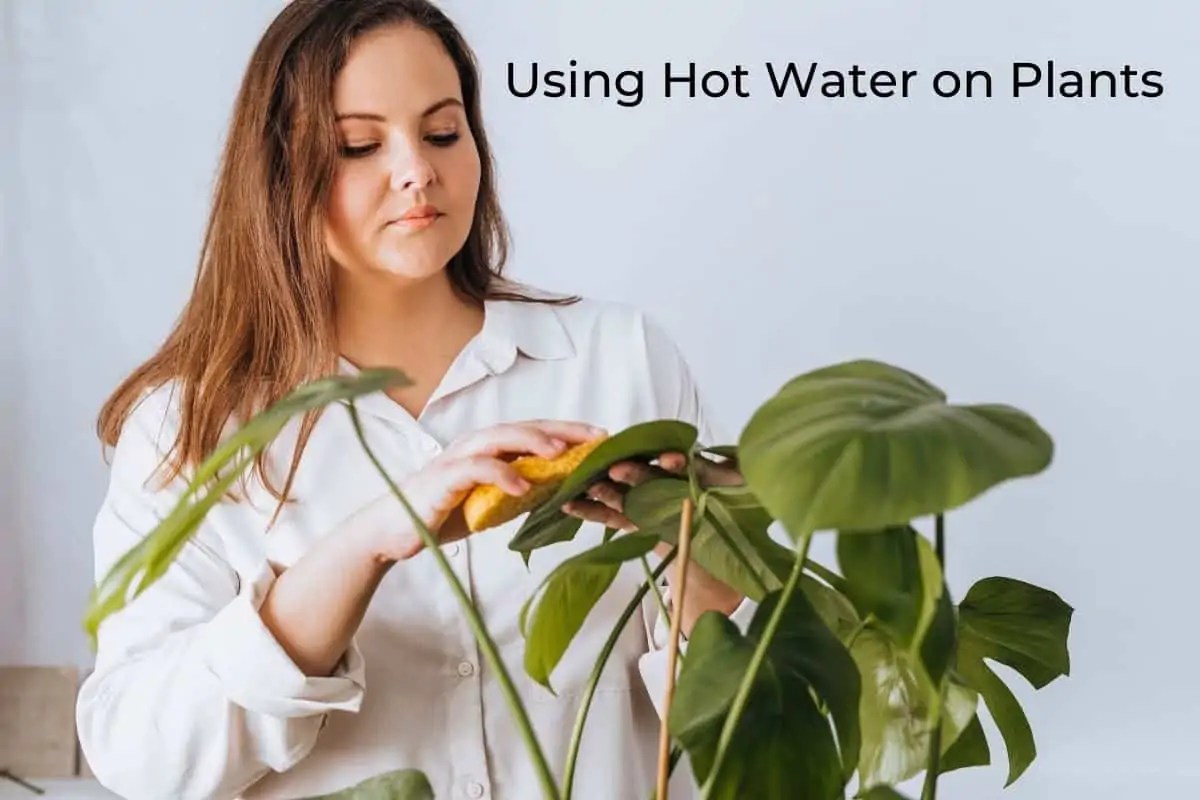Using Hot Water on Plants What you should know! Flourishing Plants