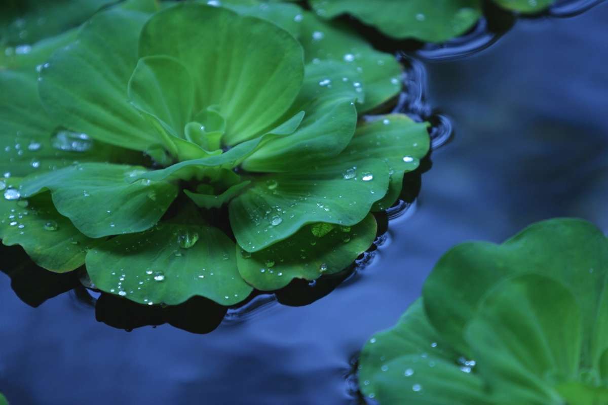 Why do Plants Float? The Facts Explained Flourishing Plants